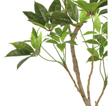 Dekorative Zimmerpflanze mit grünen Blättern an einem Stamm