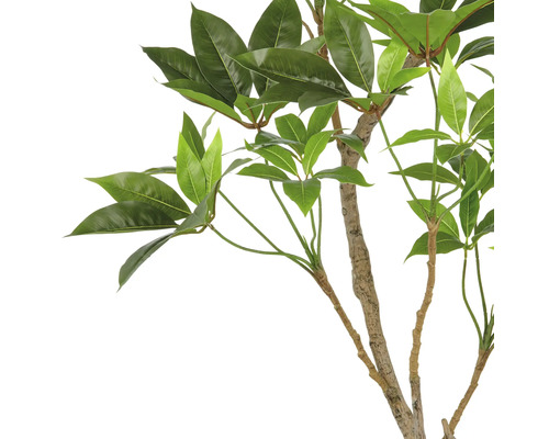 Dekorative Zimmerpflanze mit grünen Blättern an einem Stamm