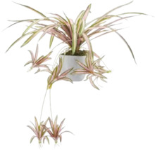 Zimmerpflanze im Topf mit gestreiften Blättern