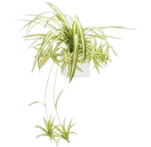 Grünlilie in einem Topf