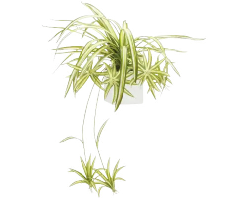 Grünlilie in einem Topf