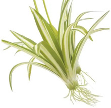 Grünlilie mit Blättern und Wurzeln