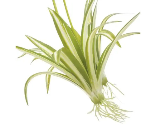 Grünlilie mit Blättern und Wurzeln