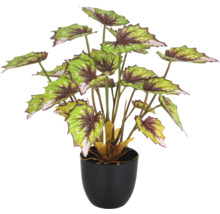 Begonie im Topf als Zimmerpflanze