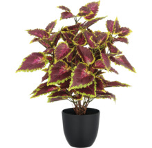 Coleus Pflanze in schwarzem Topf