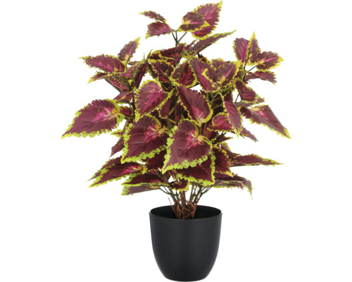 Coleus Pflanze in schwarzem Topf