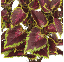 Künstliche Buntnessel mit dekorativen Blättern