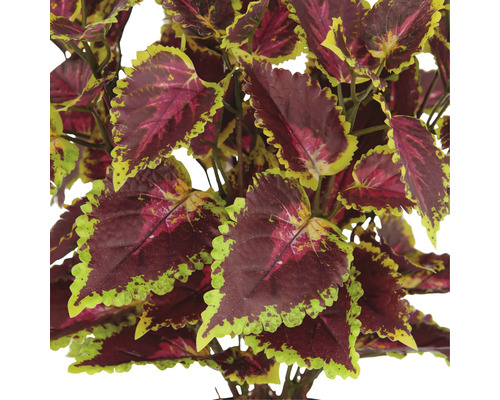 Künstliche Buntnessel mit dekorativen Blättern