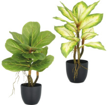 Zwei Zimmerpflanzen in schwarzen Töpfen.