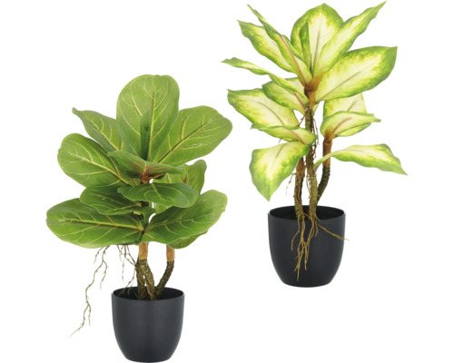 Zwei Zimmerpflanzen in schwarzen Töpfen.