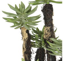 Künstliche Sukkulente mit detailgetreuen Blättern und naturgetreuer Optik