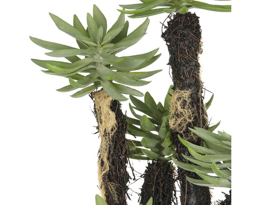 Künstliche Sukkulente mit detailgetreuen Blättern und naturgetreuer Optik