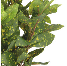 Goldblattstrauch mit grünen und gelben Blättern