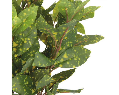 Goldblattstrauch mit grünen und gelben Blättern