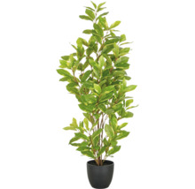 Lorbeerbaum im Topf für den Innenbereich