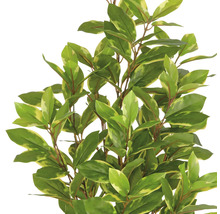 Im Bild ist ein künstlicher Kirschlorbeer mit grün-gelben Blättern zu sehen.