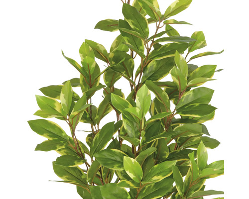 Im Bild ist ein künstlicher Kirschlorbeer mit grün-gelben Blättern zu sehen.