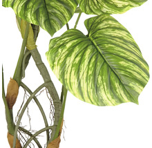 Kunstpflanze mit großen, gemusterten Blättern und Stängeln