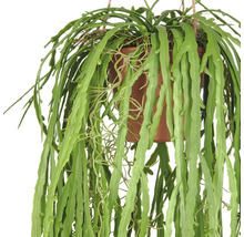 Hängepflanze in einem Topf mit langen, grünen Blättern