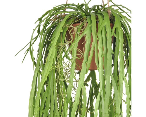 Hängepflanze in einem Topf mit langen, grünen Blättern