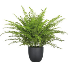 Kunstpflanze Farn im Topf