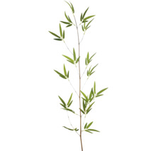 Bambuszweig mit grünen Blättern