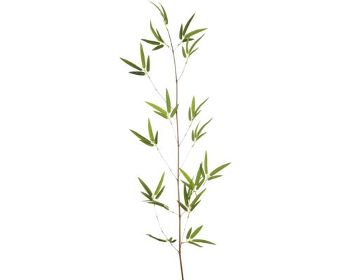 Bambuszweig mit grünen Blättern