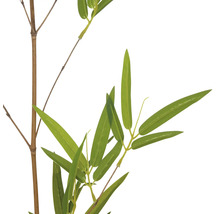 Bambuszweig mit Blättern