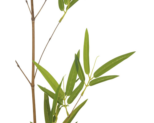 Bambuszweig mit Blättern