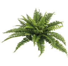 Farn Pflanze von oben