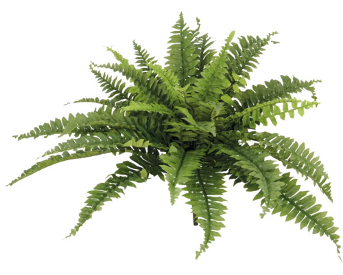 Farn Pflanze von oben