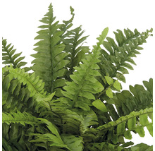 Detailaufnahme eines Farns mit filigranen, grünen Blättern.