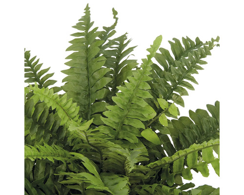 Detailaufnahme eines Farns mit filigranen, grünen Blättern.