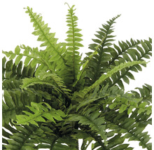 Künstlicher Farn für die Inneneinrichtung