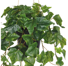 Hängepflanze Efeu in einem Topf mit grünen Blättern.
