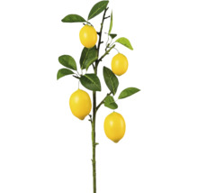 Zitronenbaum mit gelben Früchten und grünen Blättern