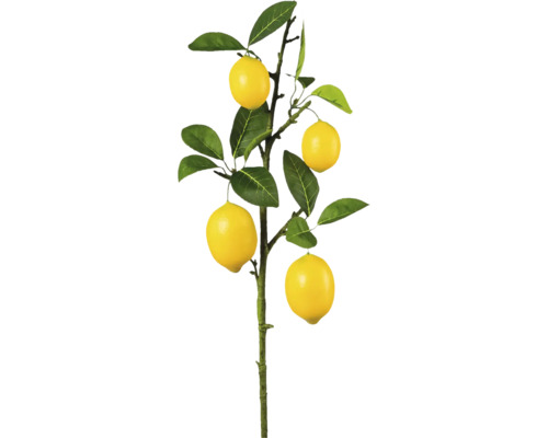 Zitronenbaum mit gelben Früchten und grünen Blättern