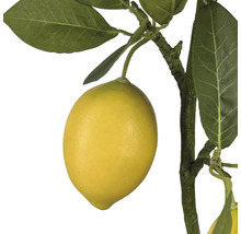 Nahaufnahme einer künstlichen Zitrone am Zweig mit Blättern