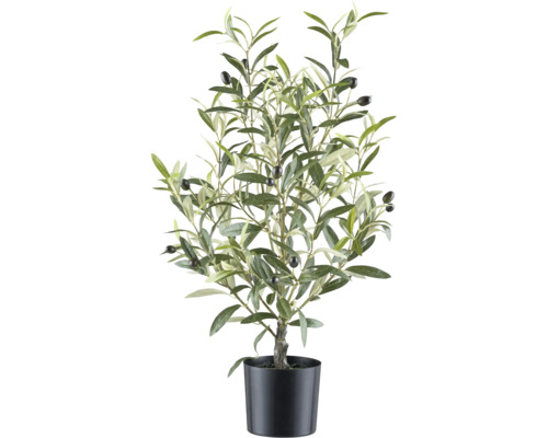 Olivenbaum im Topf als Dekoration
