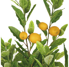 Zitronenbaum mit gelben Früchten und grünen Blättern