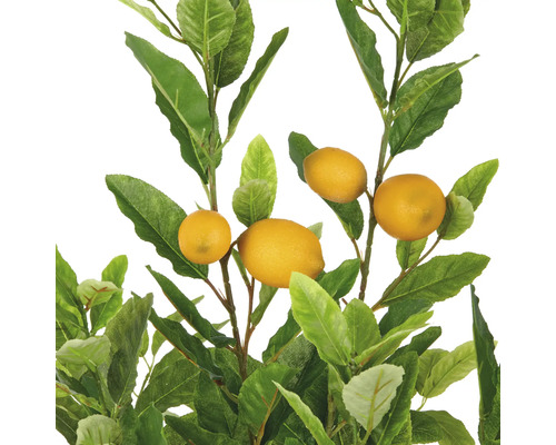 Zitronenbaum mit gelben Früchten und grünen Blättern