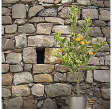Zitronenbaum im Topf vor Steinmauer