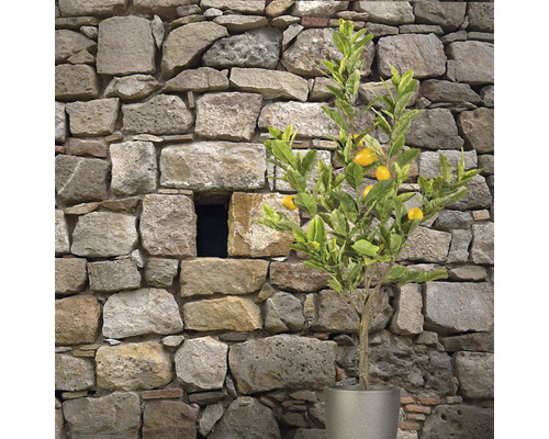 Zitronenbaum im Topf vor Steinmauer