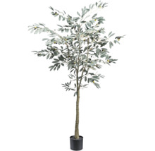 Olivenbaum im Topf für den Innenbereich