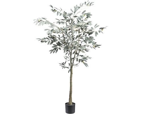 Olivenbaum im Topf für den Innenbereich