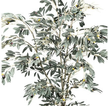 Olivenbaum mit Blättern und Oliven