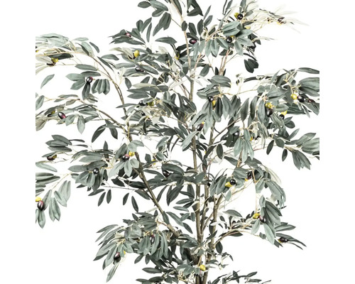 Olivenbaum mit Blättern und Oliven