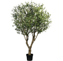 Olivenbaum im Topf für den Innenbereich