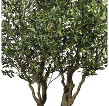 Olivenbaum mit grünen Blättern und Oliven