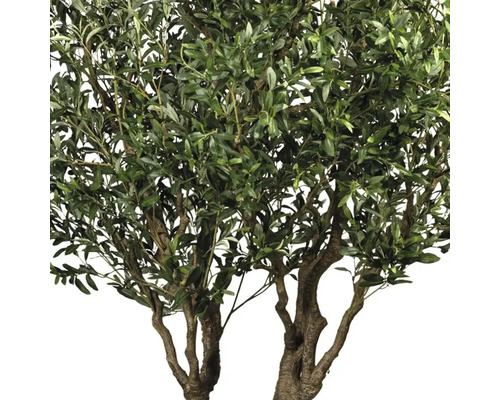 Olivenbaum mit grünen Blättern und Oliven